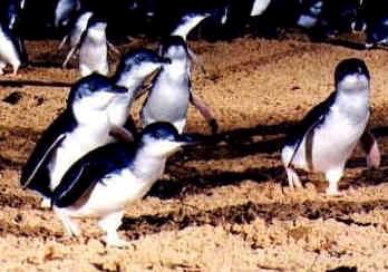 Penguins nightly parade